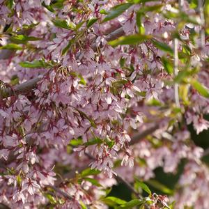 Prunus Pink Snow Showers™