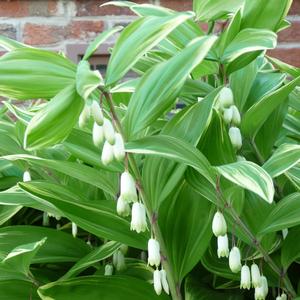 Polygonatum odoratum var. pluriflorum Variegatum