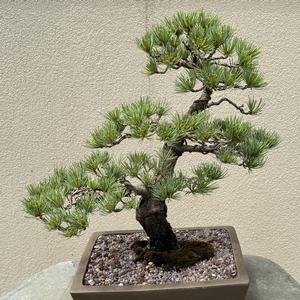 Pinus parviflora 