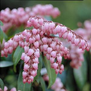 Pieris japonica Katsura