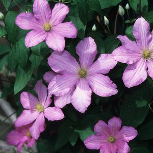 Clematis Comtesse De Bouchard