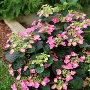 Hydrangea serrata Tuff Stuff Top Fun&reg;