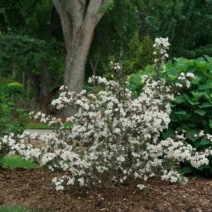 Weigela florida Wine and Spirits®