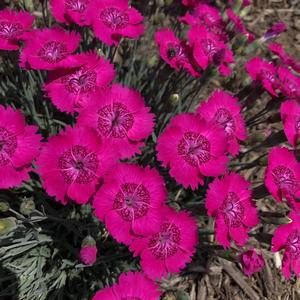 Dianthus Neon Star