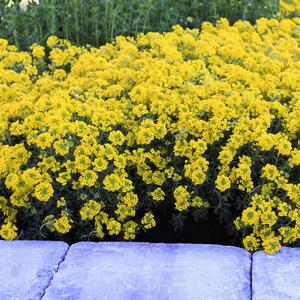 Alyssum wulfenianum Golden Spring