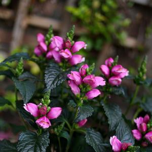 Chelone obliqua Tiny Tortuga