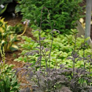 Cimicifuga Chocoholic