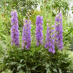 Delphinium Delgenius&trade; Breezin'