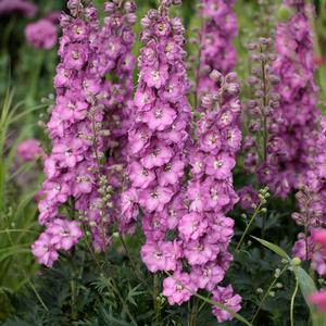 Delphinium Delgenius™ Chantay