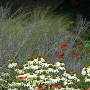 Echinacea purpurea White Swan