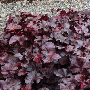 Heuchera Obsidian