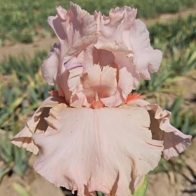 Iris germanica Peggy Sue