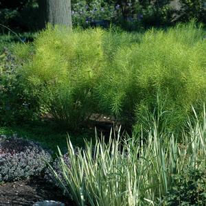 Iris pallida Variegata