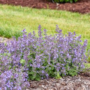 Nepeta Catwalk Queen