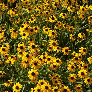 Rudbeckia fulgida var. fulgida 