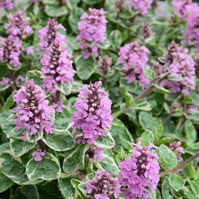 Ajuga reptans Pink Lightning