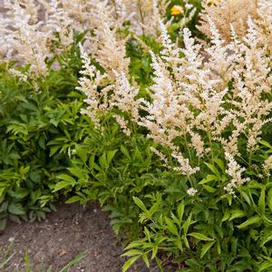 Astilbe x arendsii Snowdrift