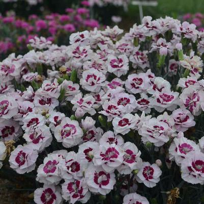 Dianthus Pretty Poppers&trade; Kiss & Tell