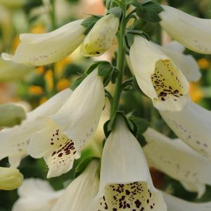 Digitalis purpurea Dalmatian Cream