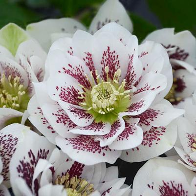 Helleborus Wedding Party&reg; Confetti Cake