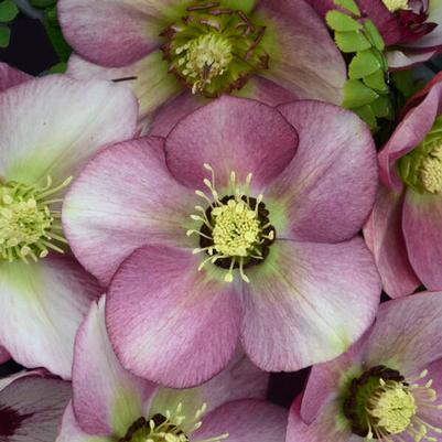 Helleborus Honeymoon&reg; Paris in Pink
