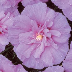 Hibiscus syriacus Lavender Chiffon&reg;