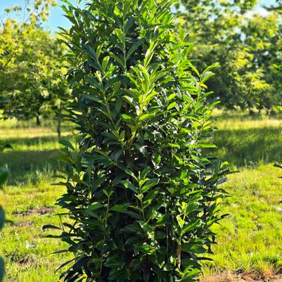Prunus laurocerasus Skinny Skip&reg;