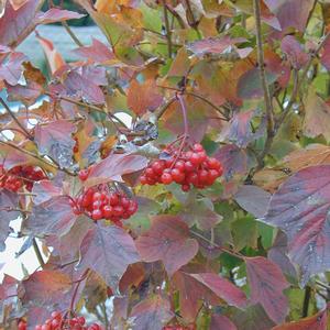 Viburnum trilobum Redwing