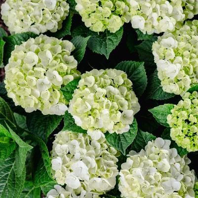 Hydrangea macrophylla Grin & Tonic&trade;