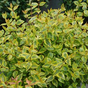 Abelia x grandiflora Brilliantina&reg;