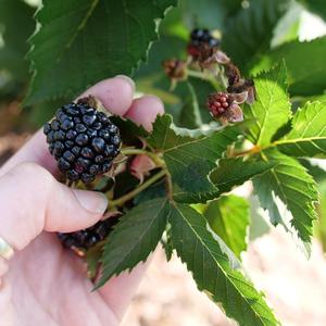 Rubus Taste of Heaven&reg;