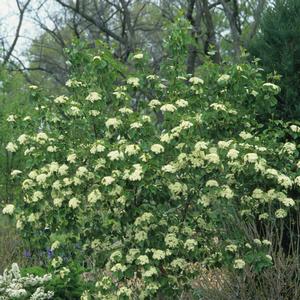 Viburnum prunifolium 