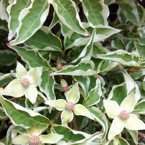 Cornus kousa Wolf Eyes
