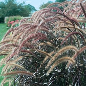 Pennisetum setaceum Graceful Grasses&reg; Rubrum