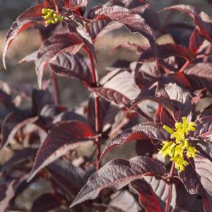 Diervilla splendens Firefly&trade; Nightglow&trade;