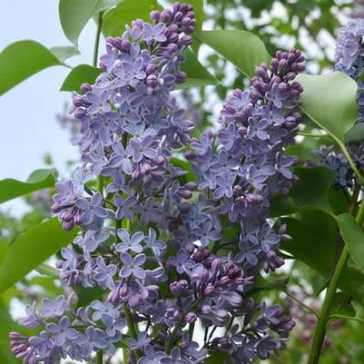 Syringa vulgaris President Lincoln