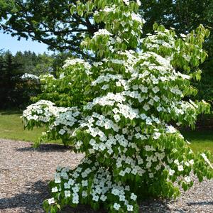Cornus kousa Milky Way