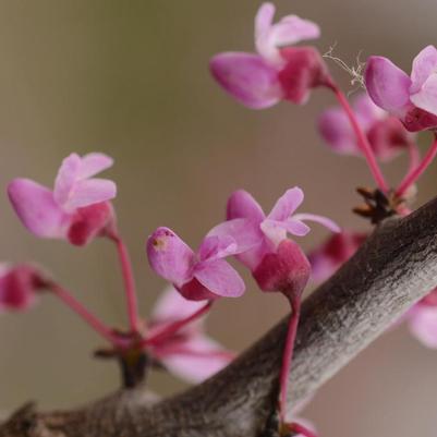 Cercis canadensis Pink Heartbreaker