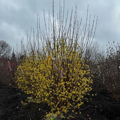 Cornus mas Spring Glow