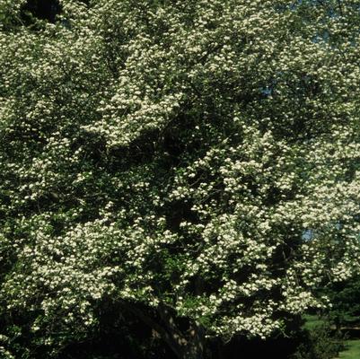 Crataegus viridis Winter King