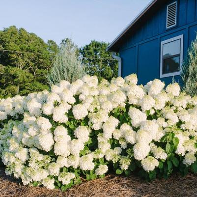 Hydrangea paniculata Little Hottie&reg;