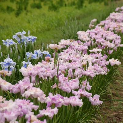Iris ensata Pinkerton