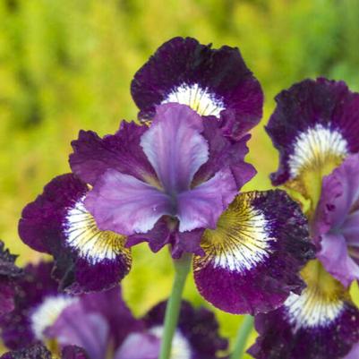 Iris sibirica Jewelled Crown