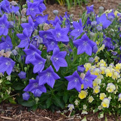 Platycodon grandiflorus Sentimental Blue