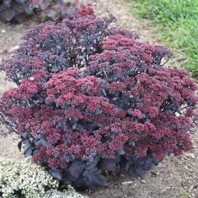 Sedum telephium After Dark