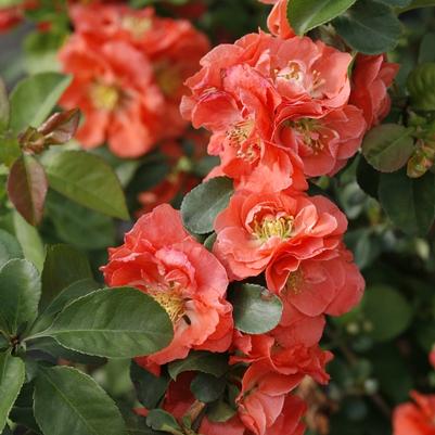 Chaenomeles speciosa Double Take&reg; Peach