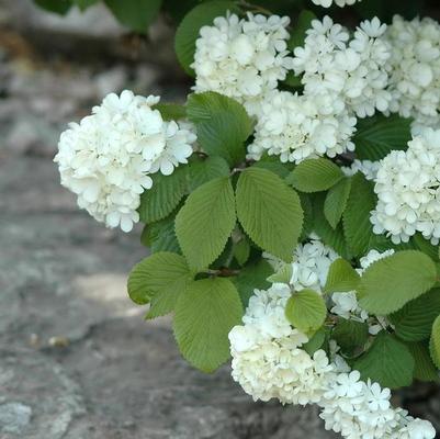 Viburnum plicatum f. plicatum Newport