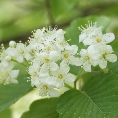 Viburnum x burkwoodii 