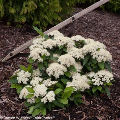 Viburnum cassinoides Lil' Ditty®