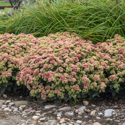 Sedum Rock 'N Grow® Coraljade